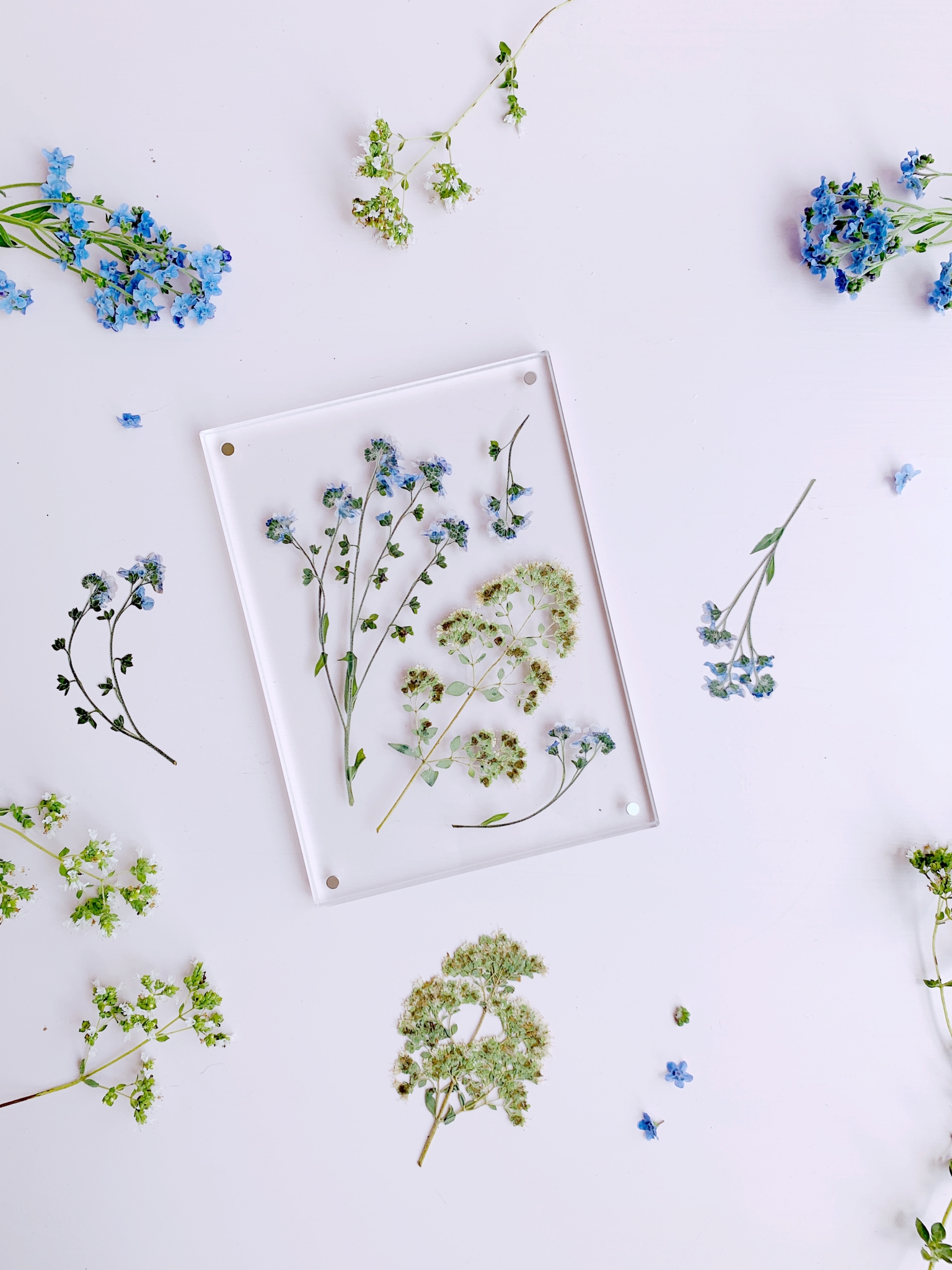 Pressed Flower Display Frame DIY Tutorial Polka Dot Wedding