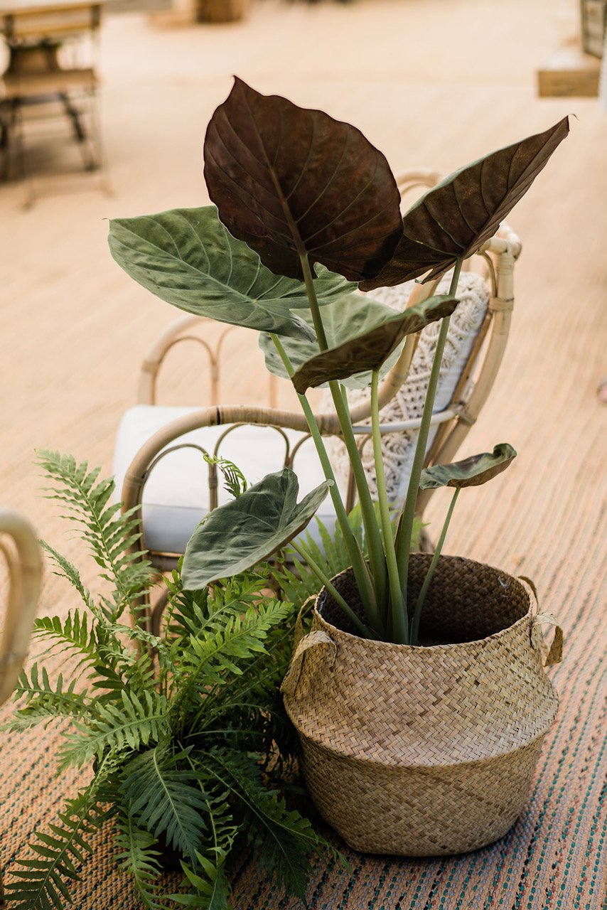 Potted plants as wedding styling - Green Styling - Image by On Janzen