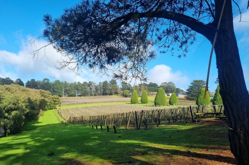 The vineyard during winter at Lancemore Lindenderry Red Hill.